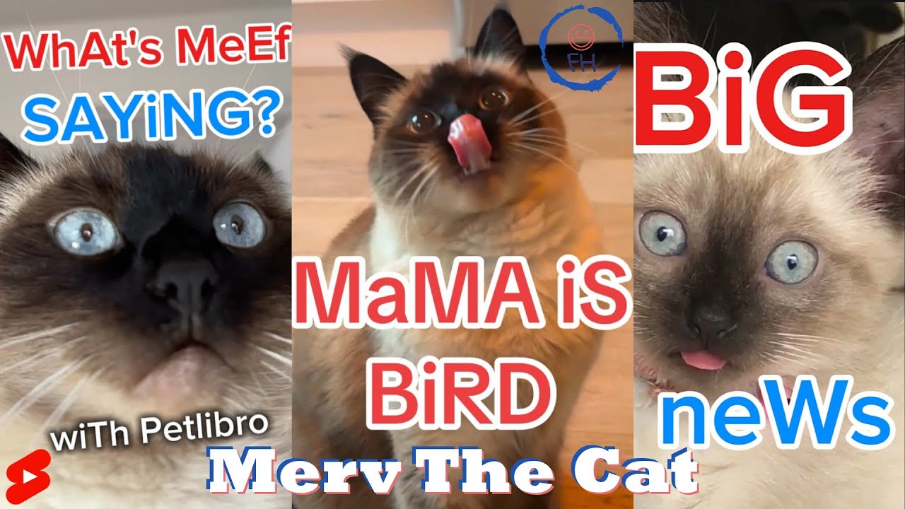 New Talking Cat TikTok Videos | Merv The Cat Funny  Compilation 2025 ( Funny Cats Video)