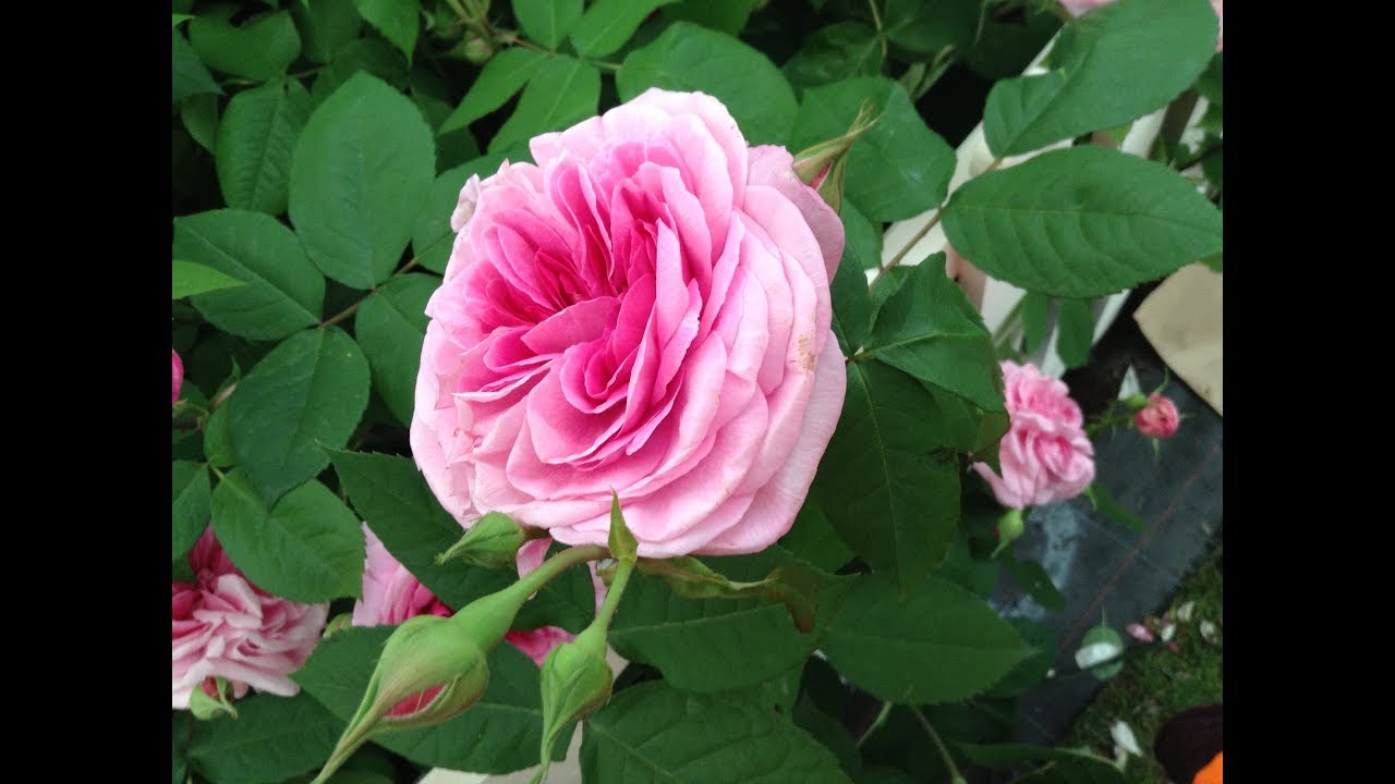 Christi Unt roosisortidest ja rooside hooldamisest: Roosoja roosid