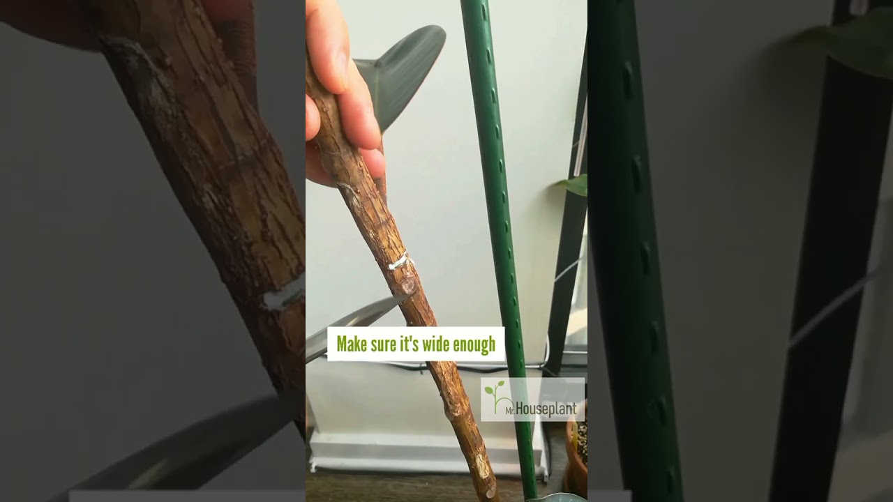 Rubber Tree NOTCHING
