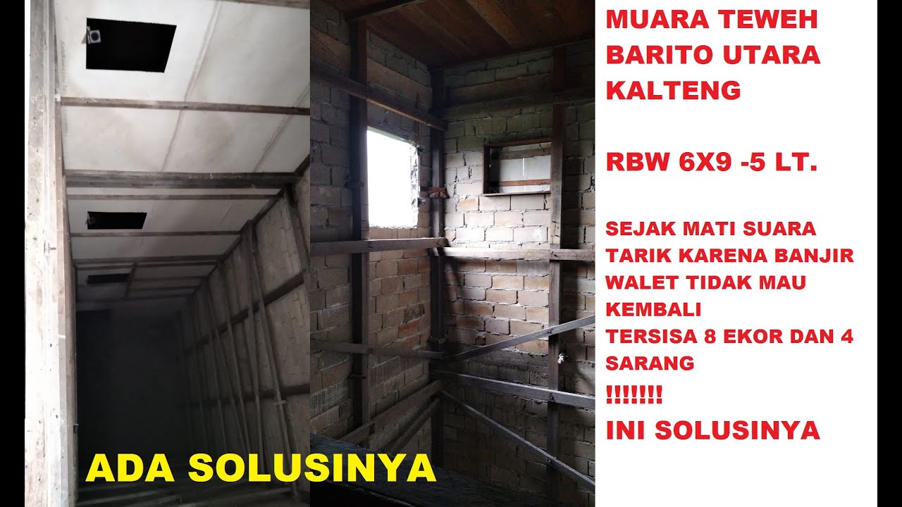 BURUNG WALET KABUR SAAT TWEETER TARIK VOID MATI#RBW 6X9 DICENTRAL WALET