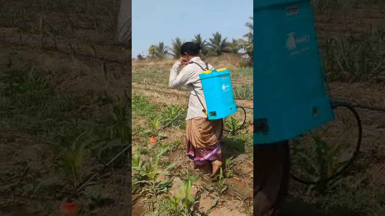 मक्याच्या# शेतात खुपच किडी #झाल्यामुळे #फवारनी #