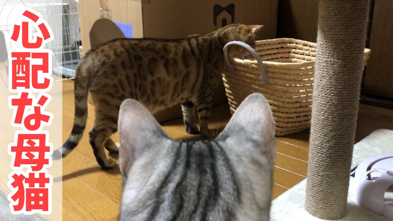 産まれたばかりの子猫と先住猫の反応