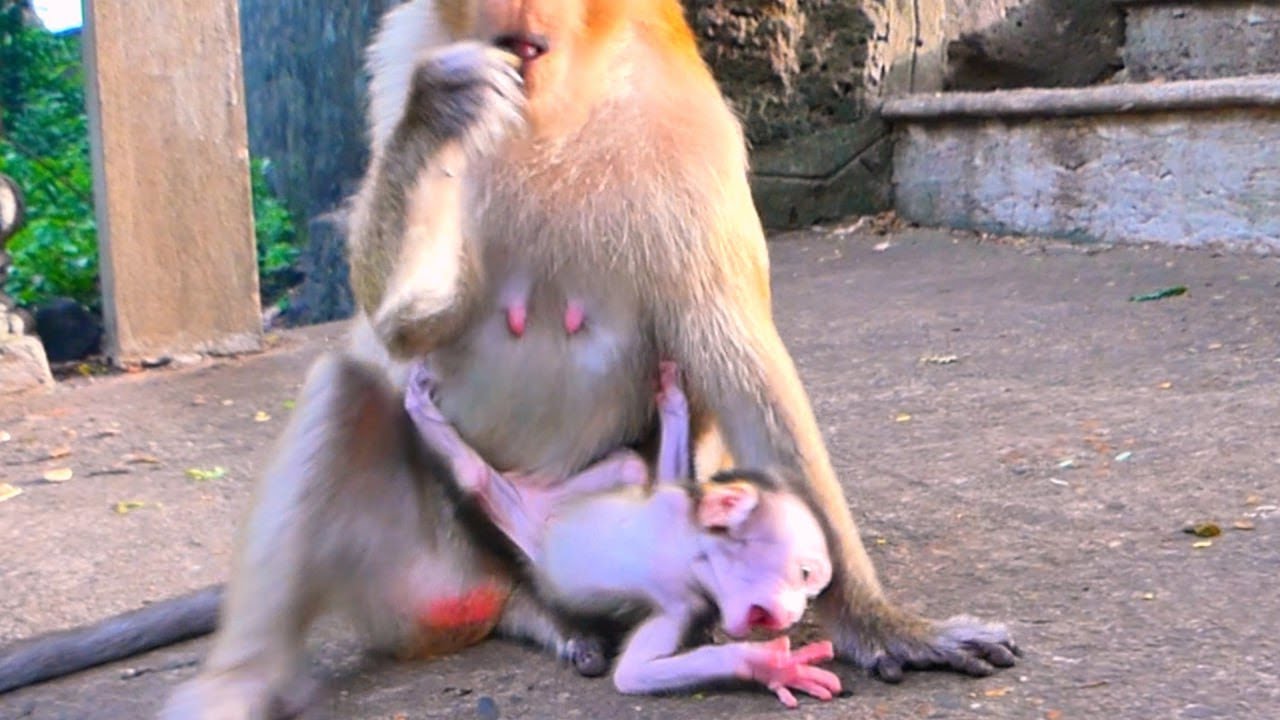Gentle Parenting Young Mama Controls Baby’s Play Time 🐒💛