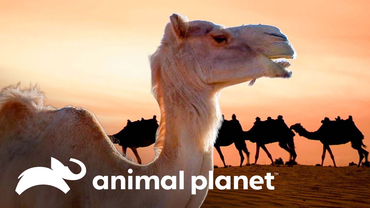 A valiosa função das concurdas dos camelos | O Incrível Mundo Animal | Animal Planet Brasil