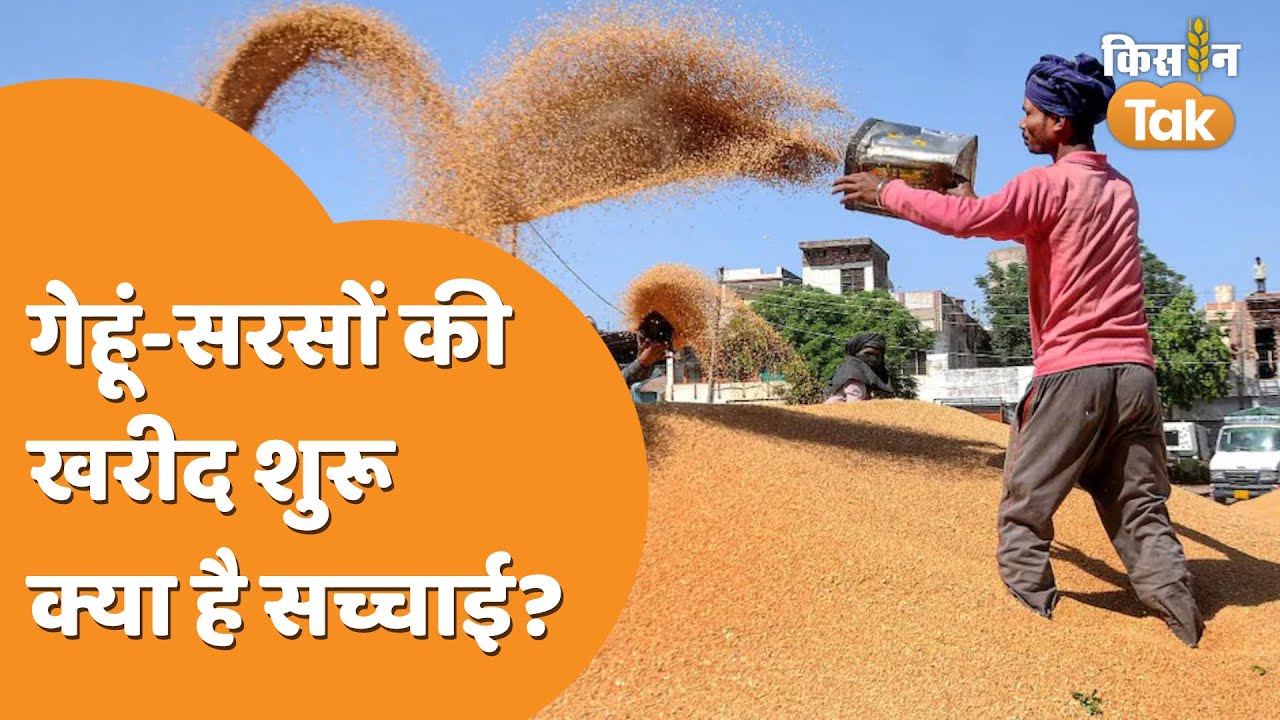 Reality Check: सरकार का दावा गेहूं और सरसों की शुरू हुई खरीद, कोसों दूर दिखी सच्चाई  | Kisan Tak