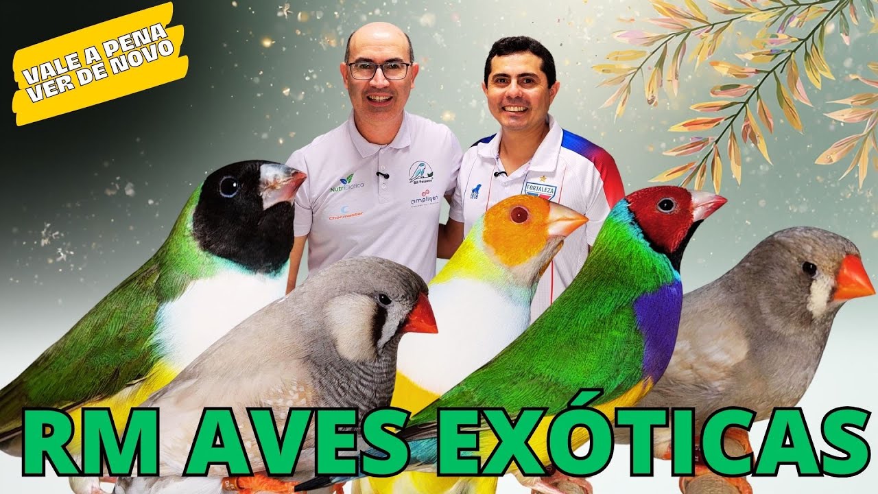 VÍDEO ESPECIAL!! AQUI TEM O DIAMANTE DE GOULD CAMPEÃO!!!