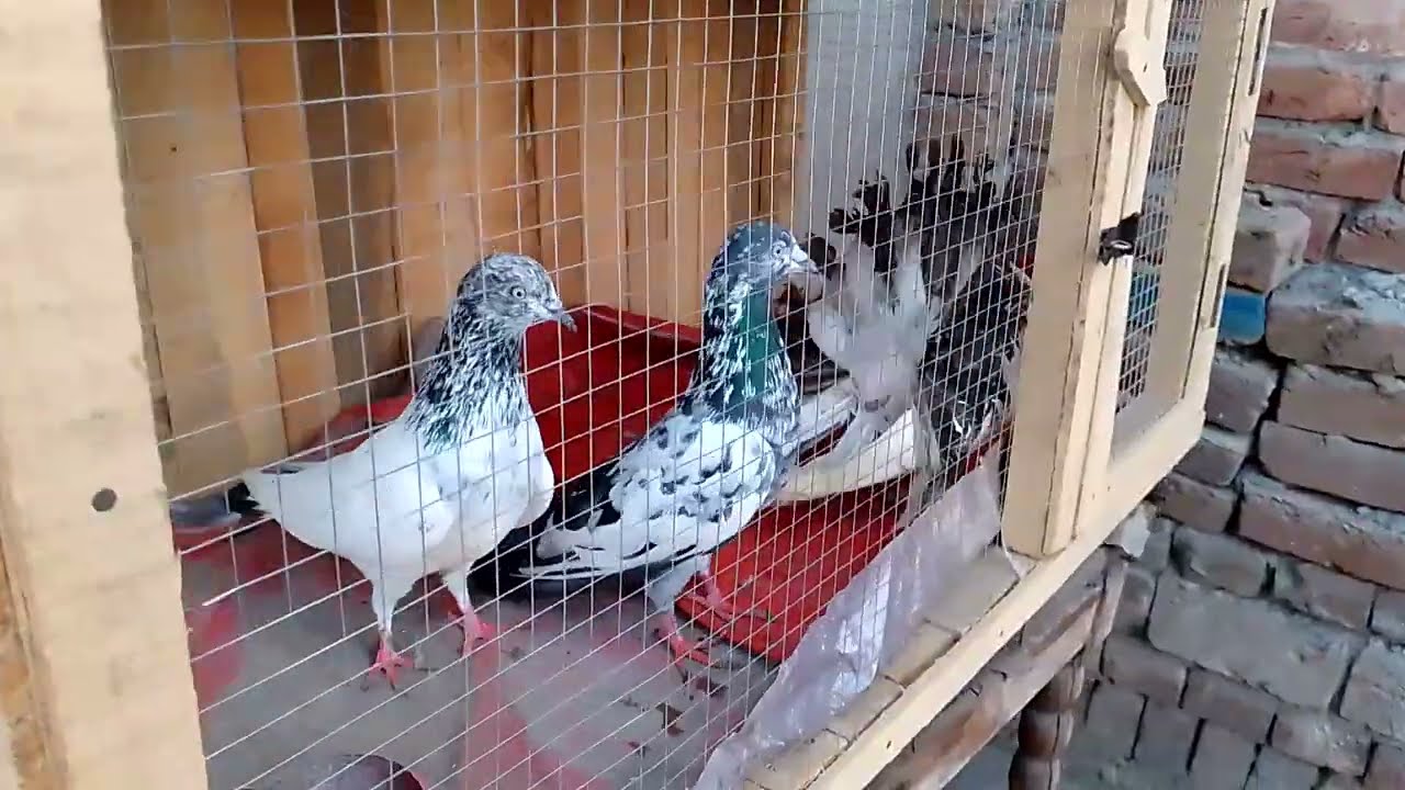 NEW ZOO PIGEON VIDEO 
