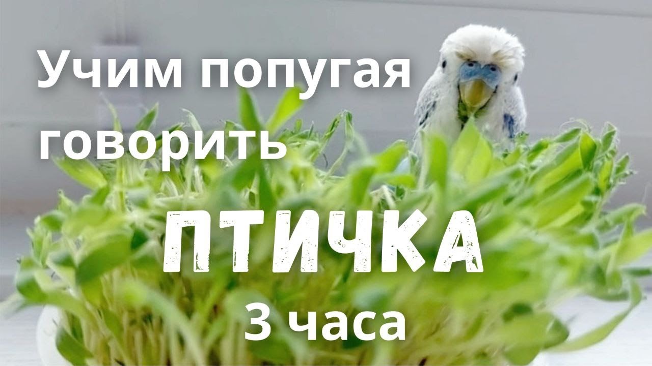 Учим попугая говорить 
