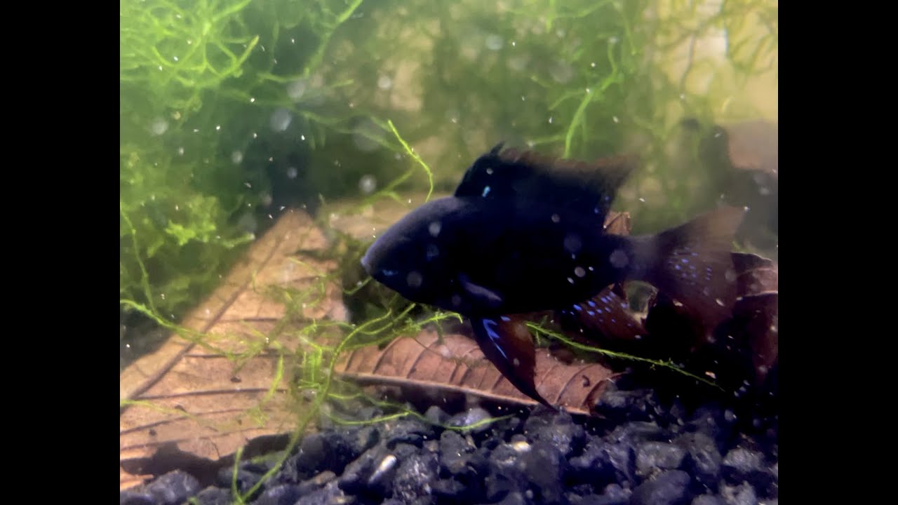 Новые Темные Рыцари Бараны (Немецкие Черные Бараны)