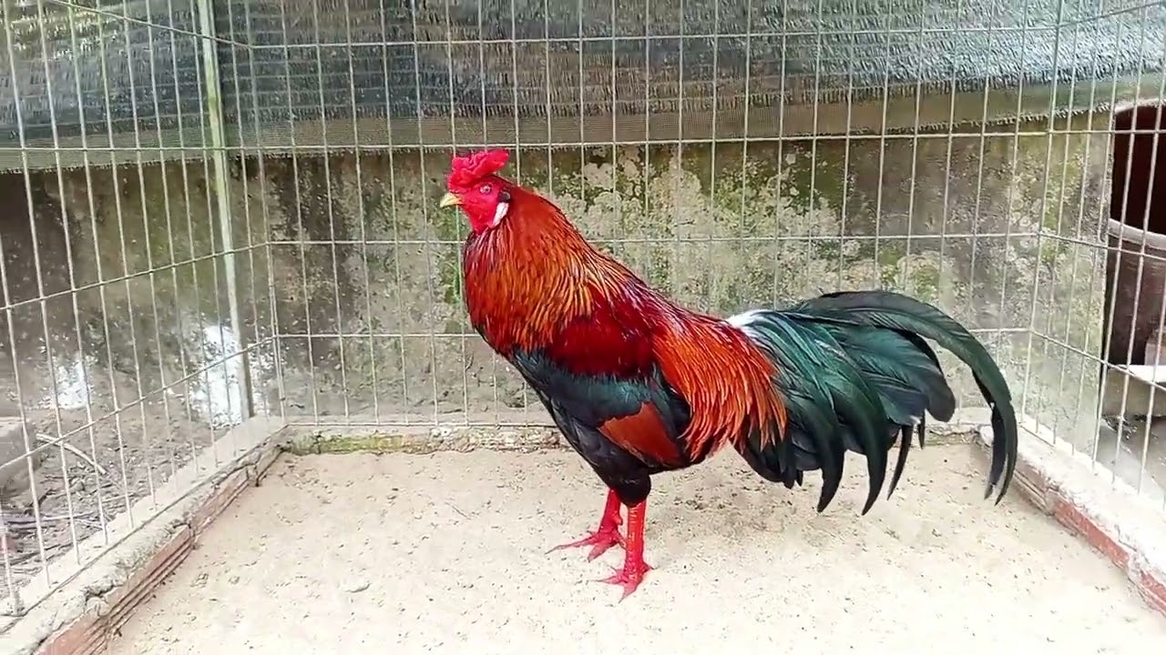 25_02 lên 2 con hiệu... Điều 3kg7...xanh điều dáng cánh đuôi lao 3kg250 ( màu hiếm) 