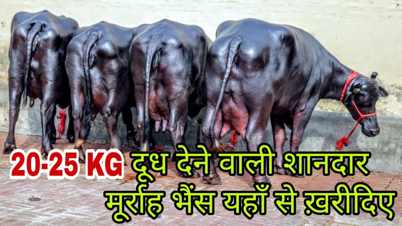 FOR SALE - Show Quality Animals in Jind(Haryana). Contact For Only High Quality Animals