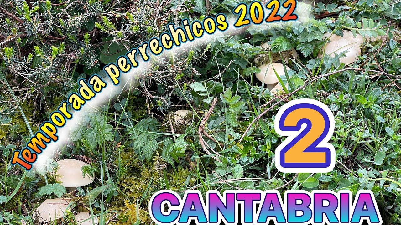Perrechicos 2022-2️⃣/ Musica Alegre 2022