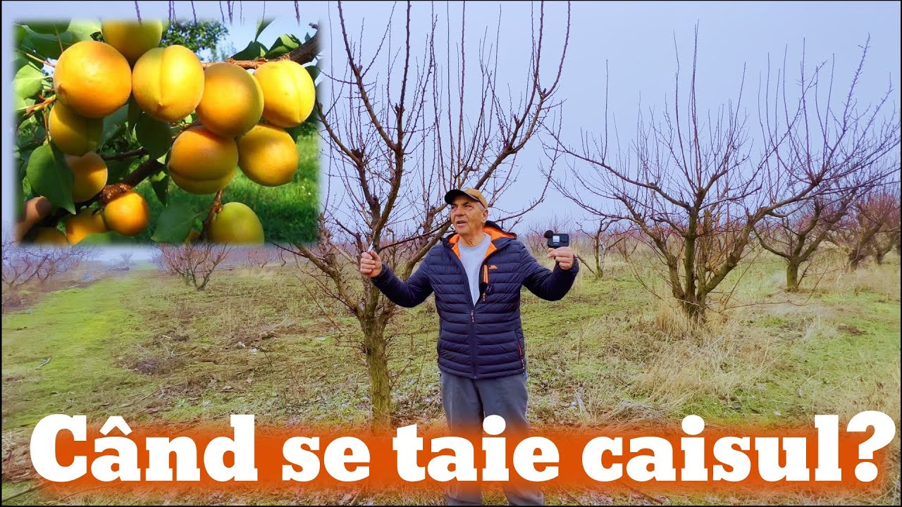Când se taie caisul?