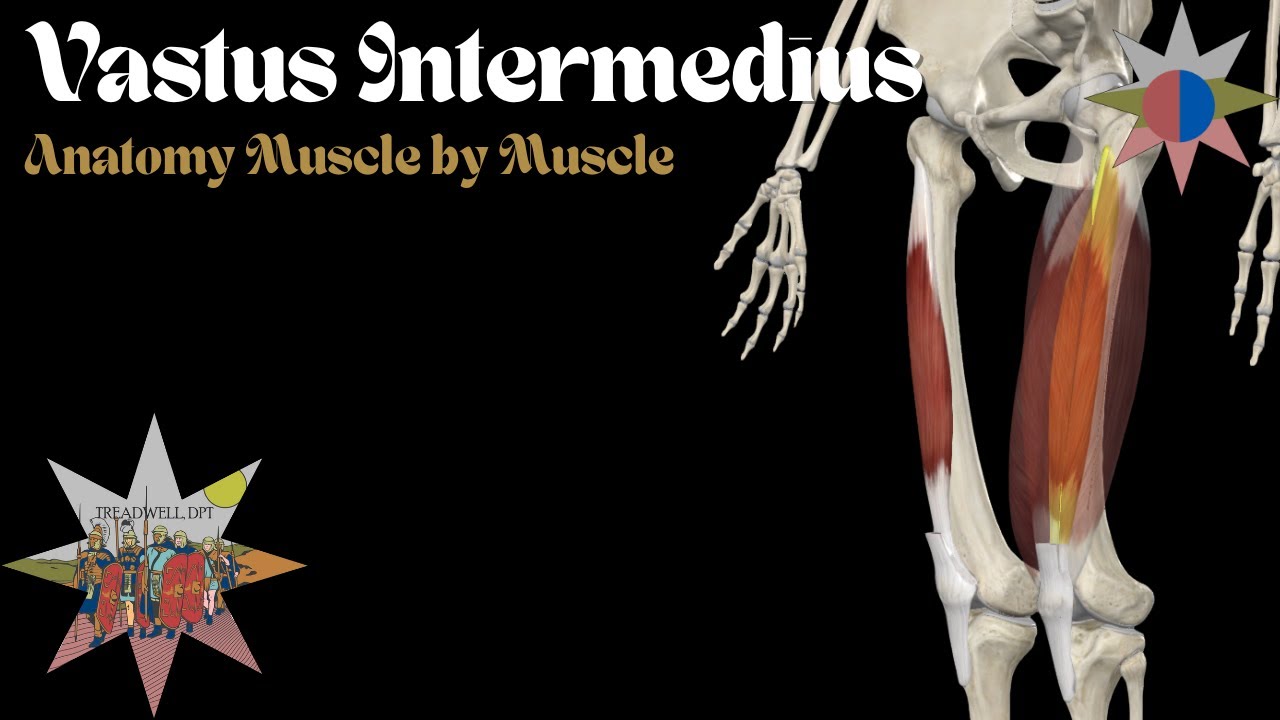 Vastus Intermedius – The Deep Quad Muscle You’re Forgetting | Anatomy Breakdown | Treadwell, DPT