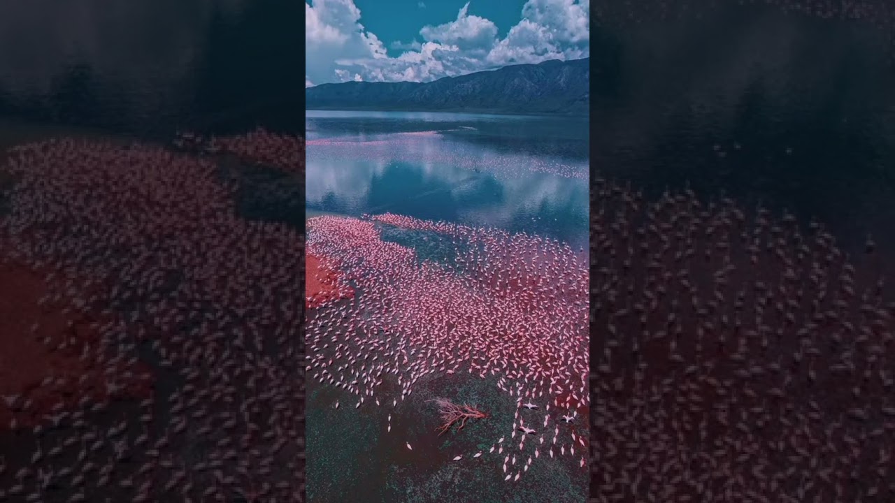ФотоГалерея &bull; Красивих Места Мира &bull; Кения 🇰🇪, Озеро Богория | &radic; 7 | #shorts  #подпишись #Кения #Фото