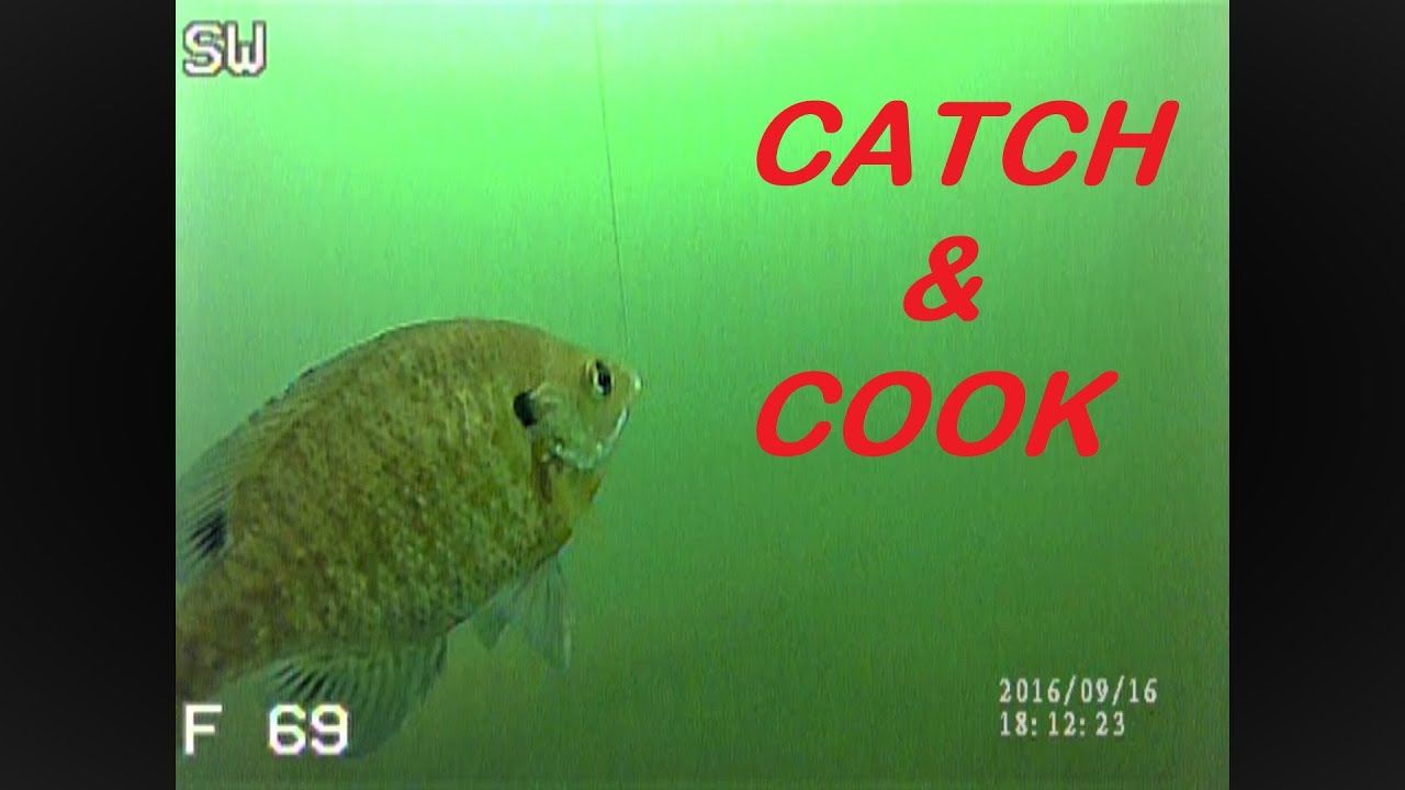 GIANT SUMMER BLUEGILL-CATCH & COOK