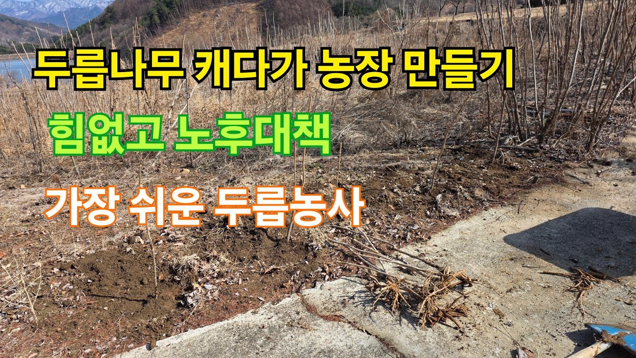 노후대책 두릅농장 만들기 참두릅나무 심기 두릅나무 뿌리 근삽목 두릅나무 묘목 만드는 방법