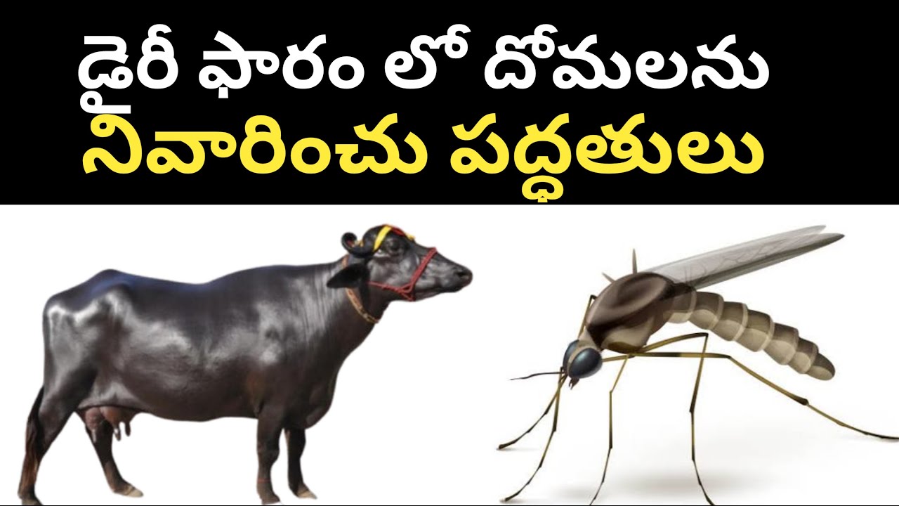 డైరీ ఫారం లో దోమలను నివారించు పద్ధతులు controlling of mosquitoes in dairy farm