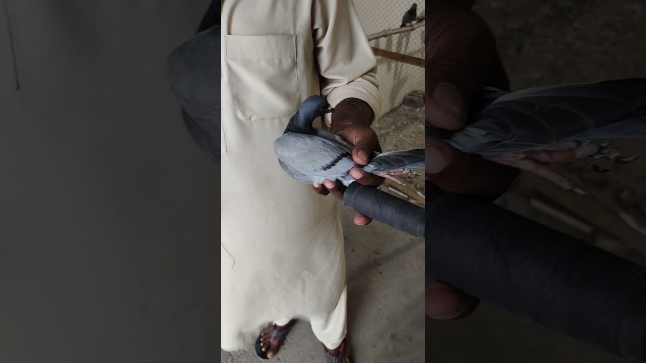 Racer Pigeon 🕊️🇵🇰 | Sewing 🪡 Pigeon Feathers 🪶 | Pigeon Management | World 🌍 Best 🏆 Racing Pigeons