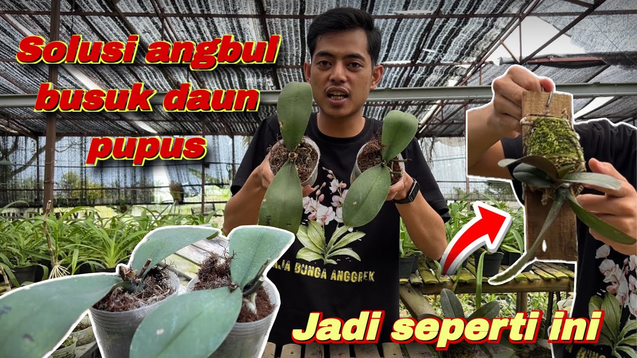 🌿Cara Menyelamatkan Anggrek Bulan Busuk Daun Supaya Cepat Bertunas Lagi🌼