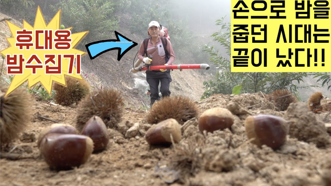 [한국농수산TV] 손으로 밤을 줍던 시대는 끝났다!! 밤 수집기를 아시나요??  치파랠리 과실수집기 V1200E