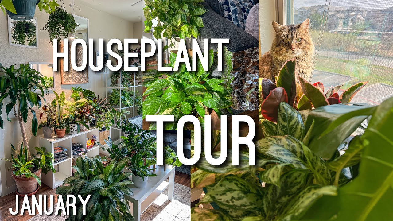 Houseplant Apartment Tour January 2024