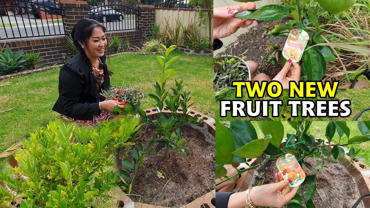 Two New Fruit Tree in the Front Garden, Khmer Melbourne Australia Garden Show