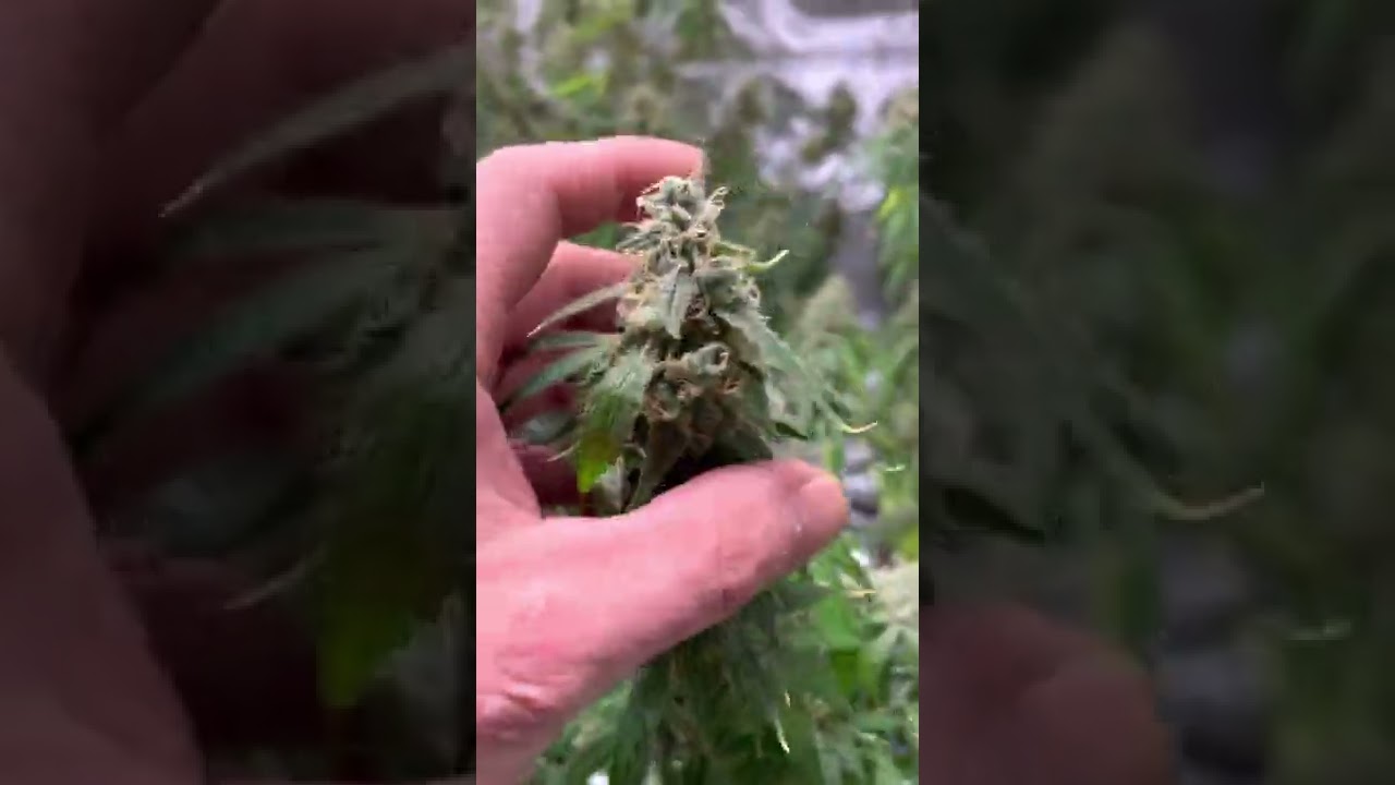 Auto flowers week 6