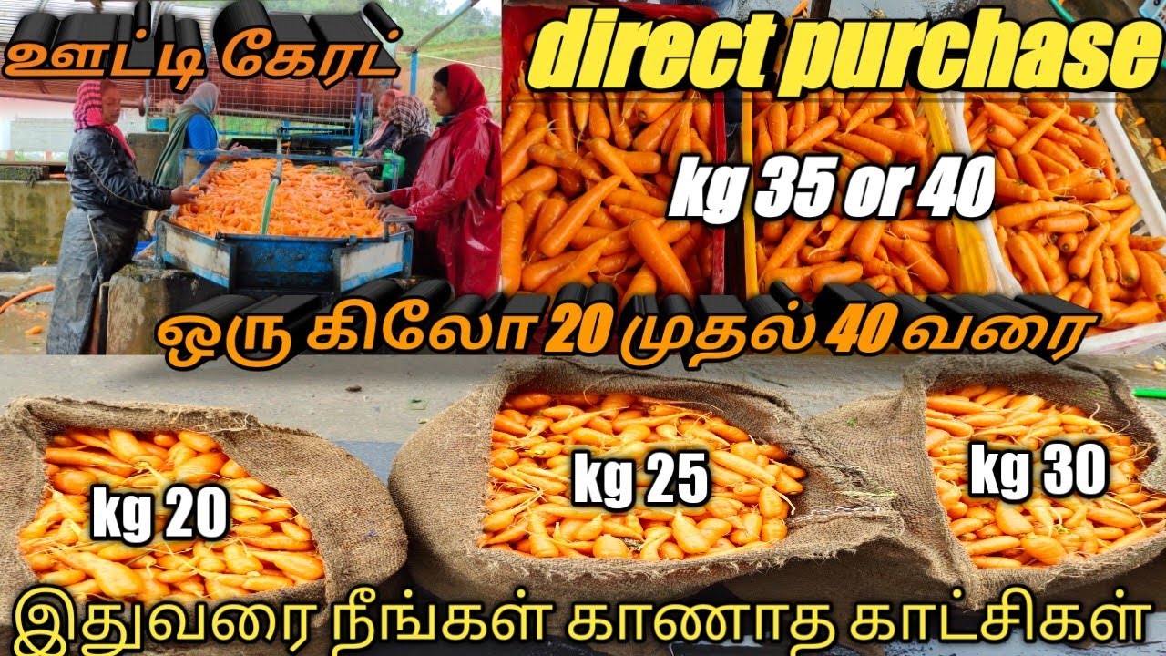 ஊட்டி கேரட் நேரடி கொள்முதல்/carrot direct purchase ooty/ooty business vlog 4