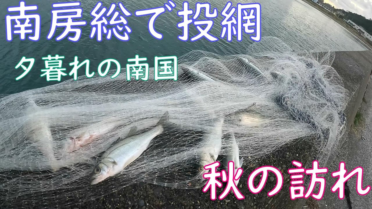 【投網】秋の南房総で投網をしたらある魚がたくさん入った！【秋の海】