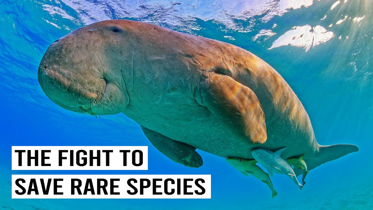 The Rarest Sea Cow? Discovering The Last Dugongs Of The Wild