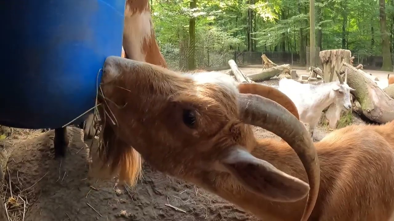 kozy karłowate ZOO Kraków