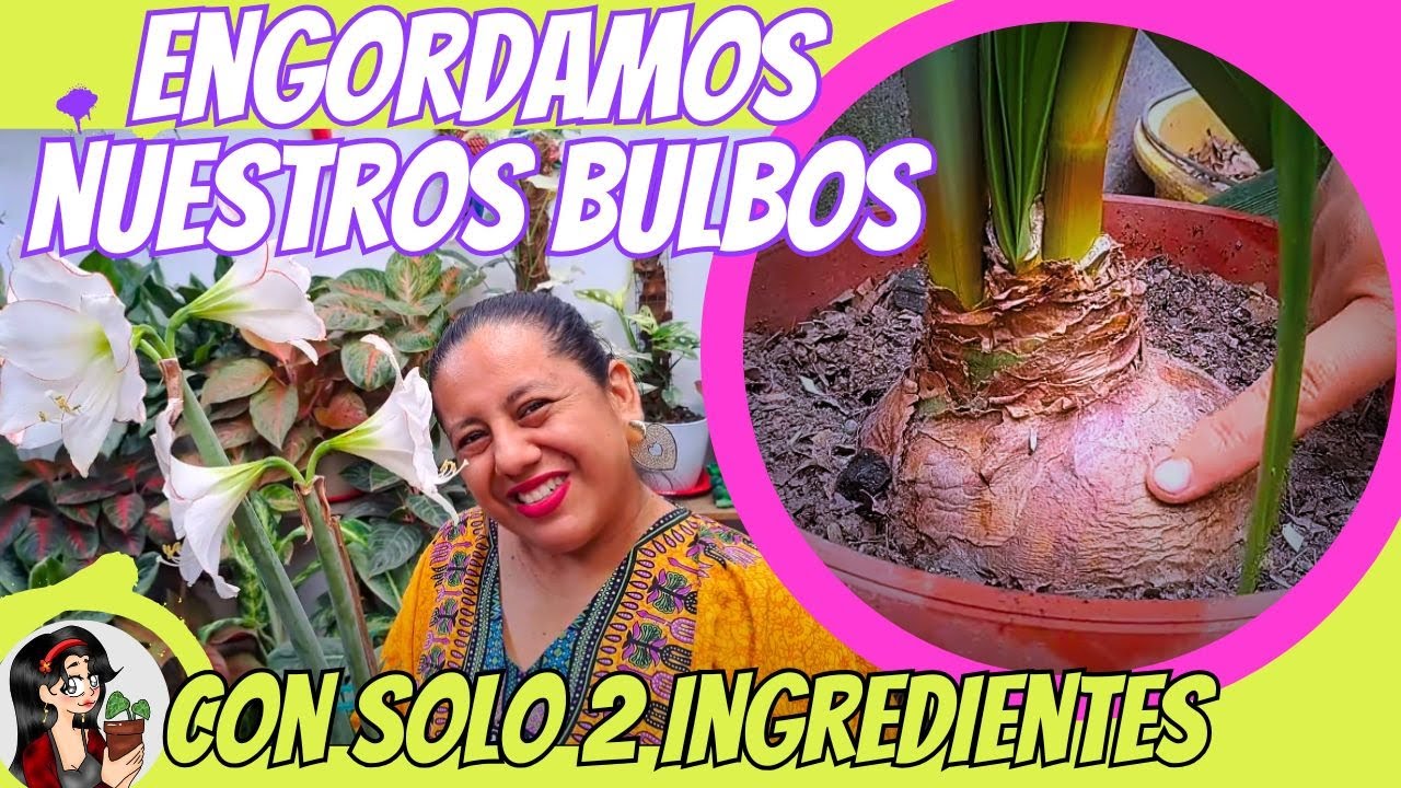 Como engordar bulbos de Azucenas - Amarilis con estos dos ingredientes
