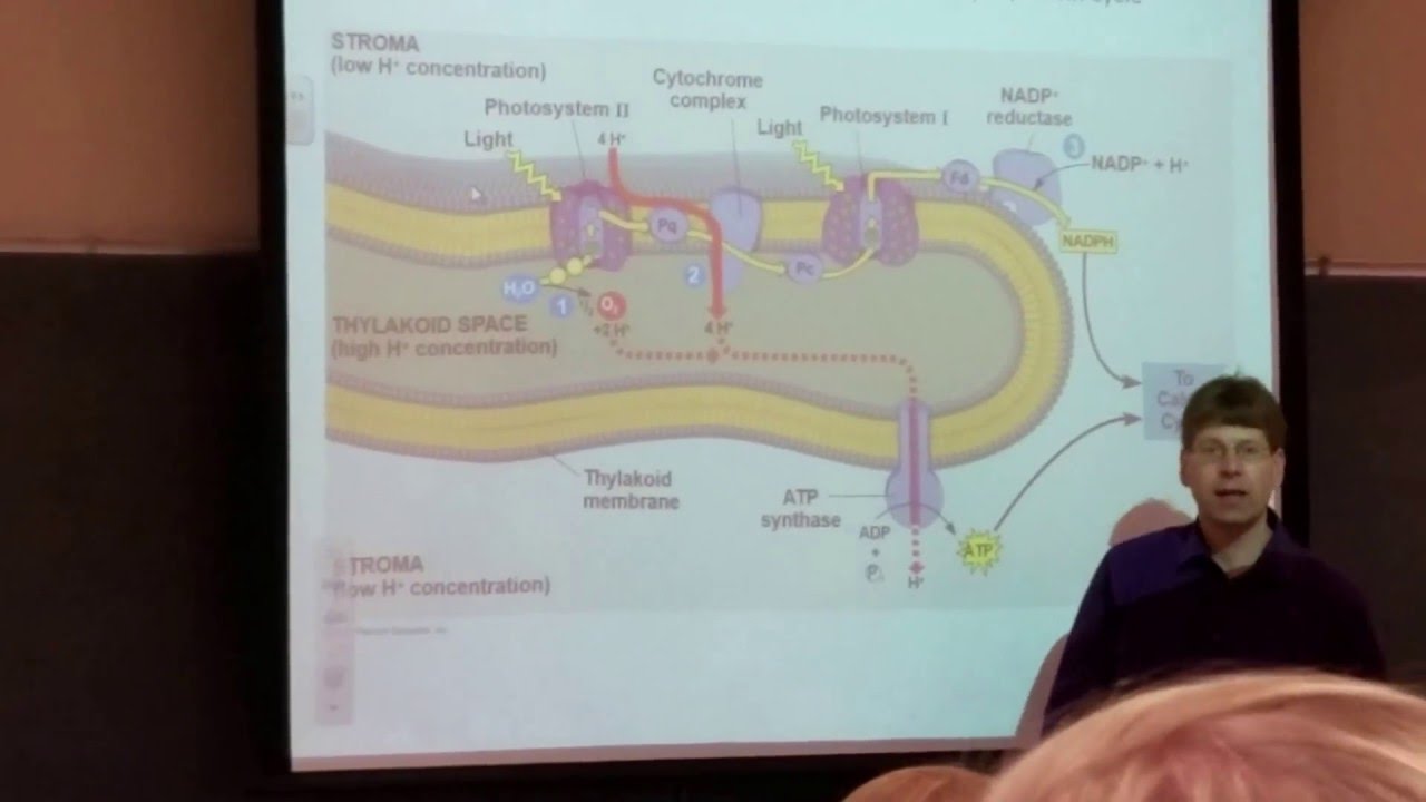 Ch. 10: (Fig. 10.18) Thylakoid Membrane Review