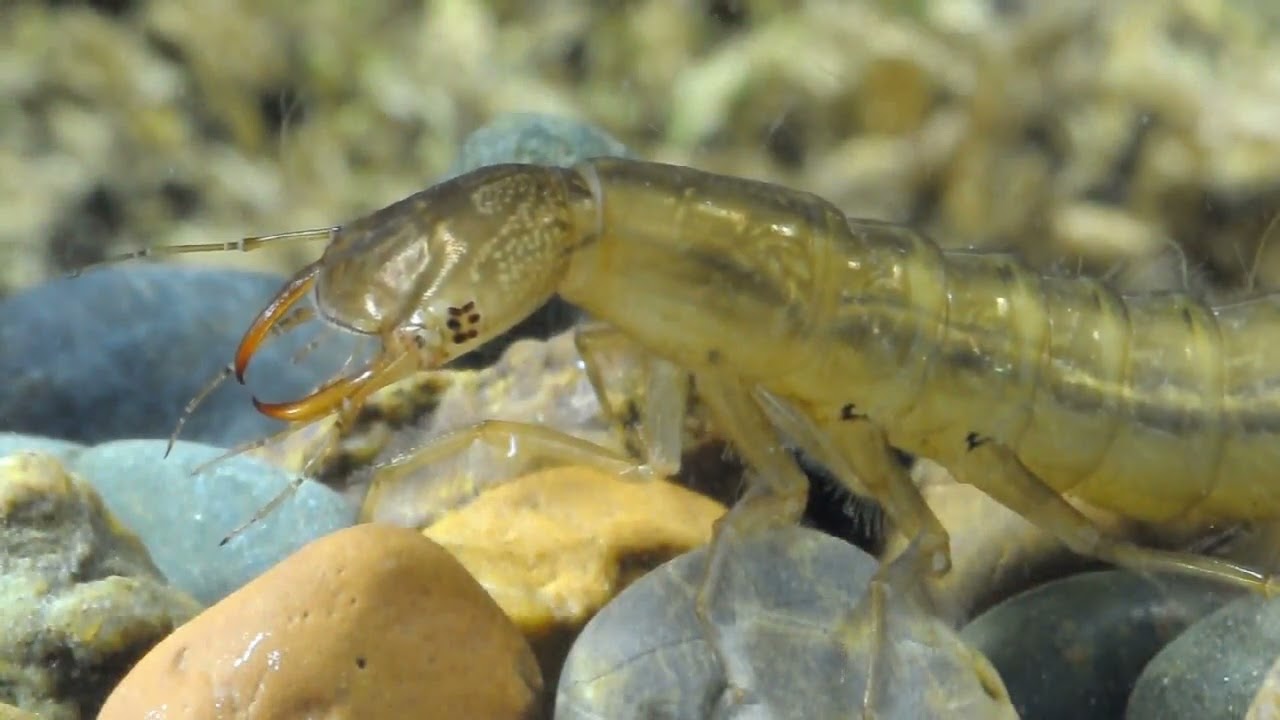 Larva of a diving beetle (Dytiscinae(/Cs&iacute;kbog&aacute;r l&aacute;rv&aacute;ja