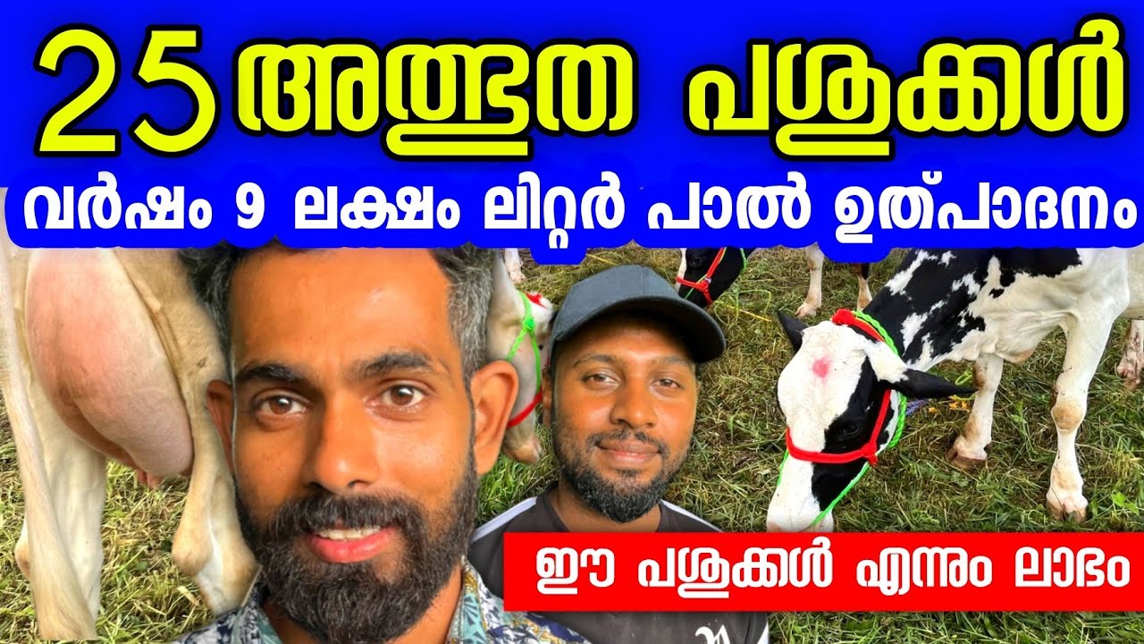ഇത് ശരിക്കും അത്ഭുത പശുക്കൾ തന്നെ | Dairy farming successful tips