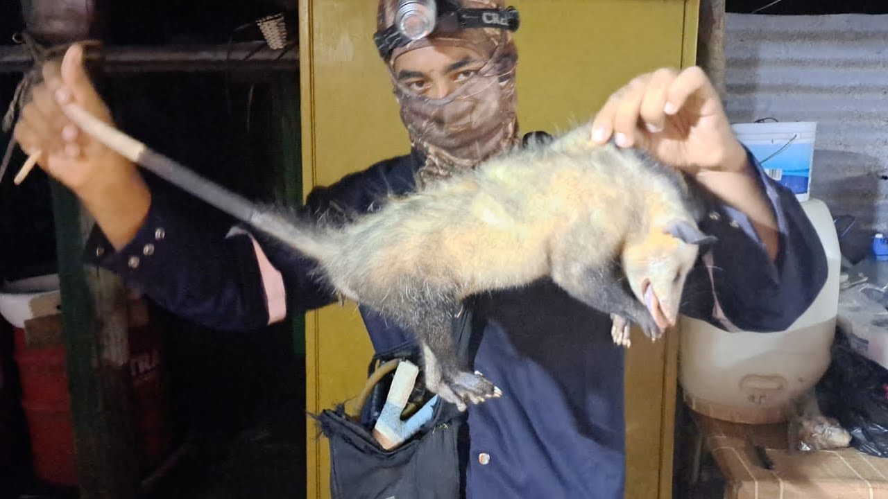 Catching manicou (opossum) in Trinidad.