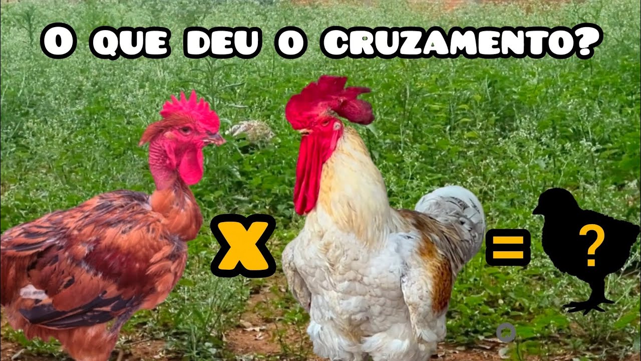 CRUZAMENTO GSB x LABEL ROUGE: VEJA O QUE DEU COM 6 MESES DEPOIS