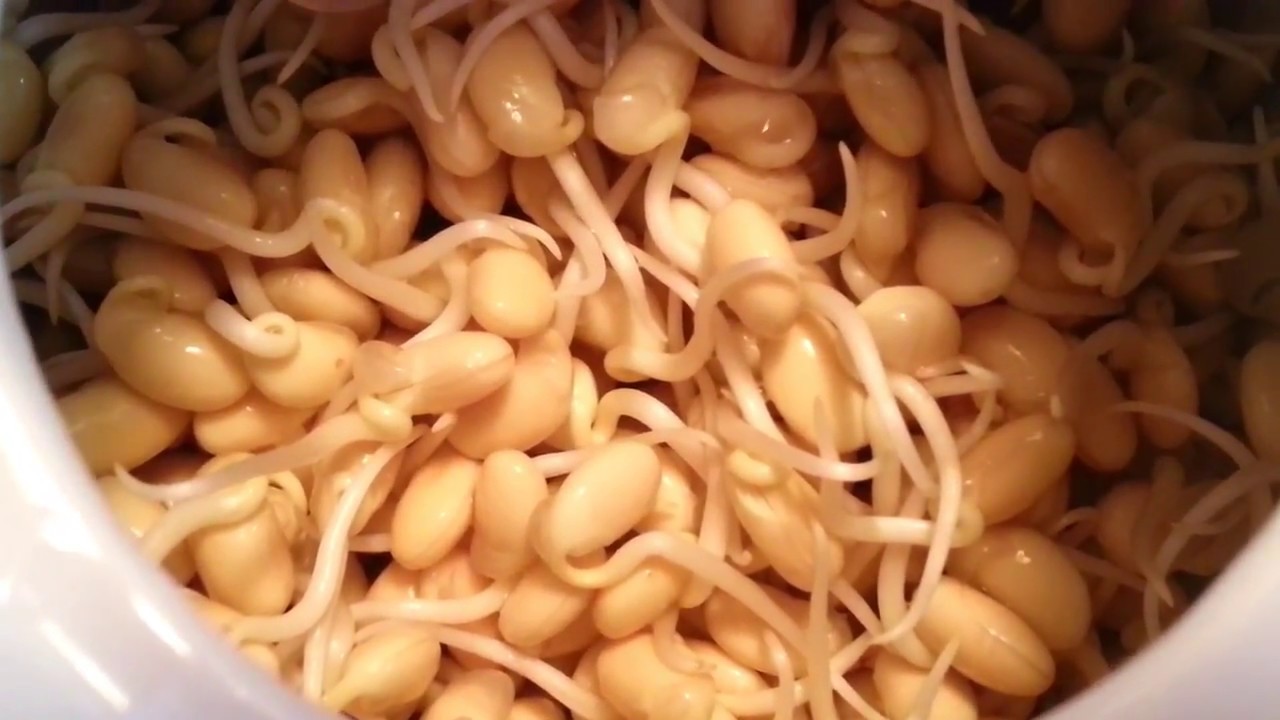 用茶壶发黄豆芽简单又方便22 juin 2018