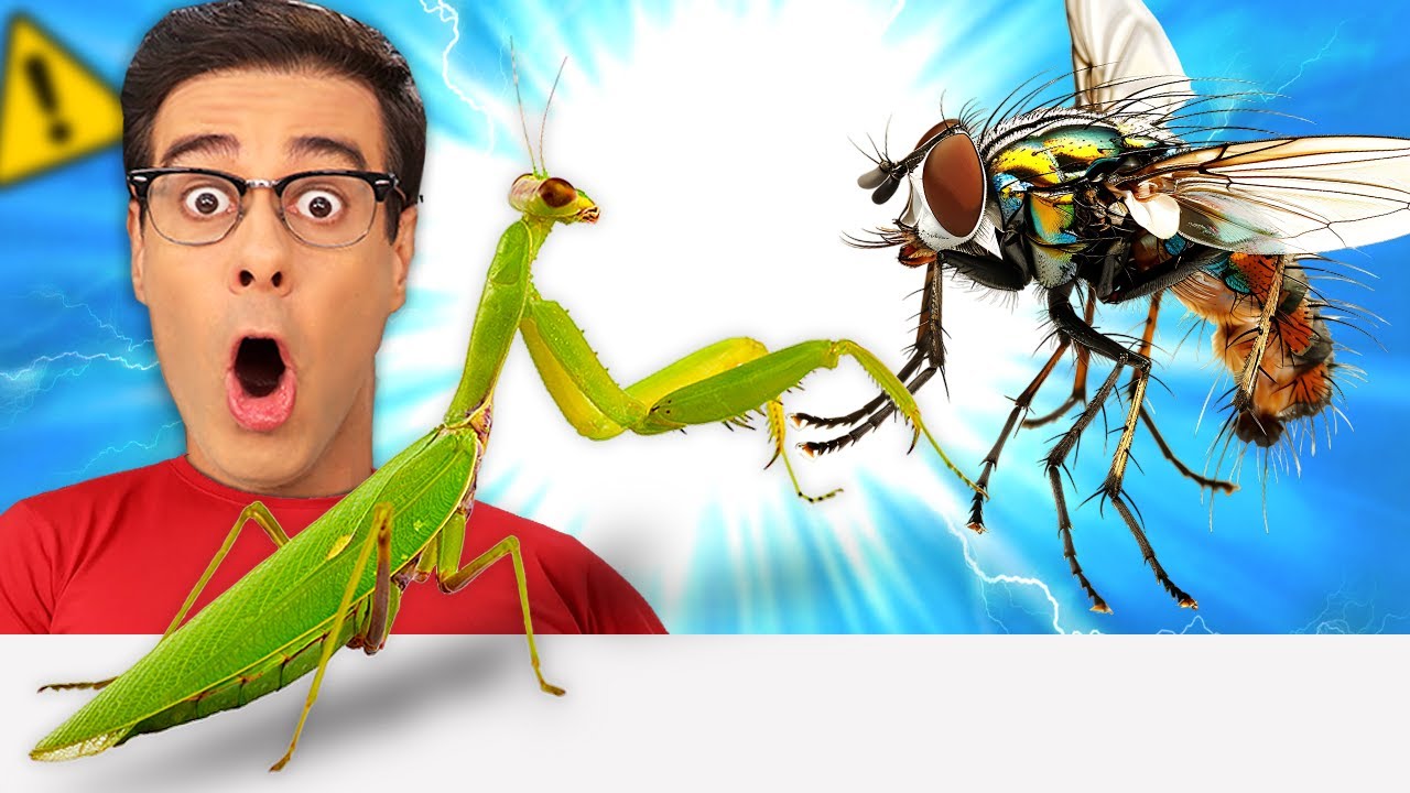 MANTIS atrapa una MOSCA VIVA y se la come!  🤯