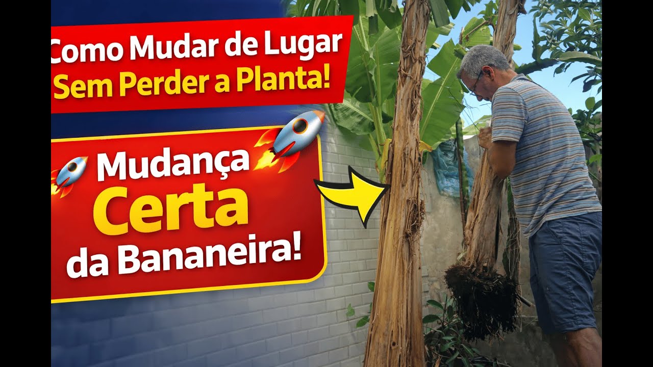 Bananeira Crescida? Veja Como Mudar de Lugar Sem Perder a Planta!
