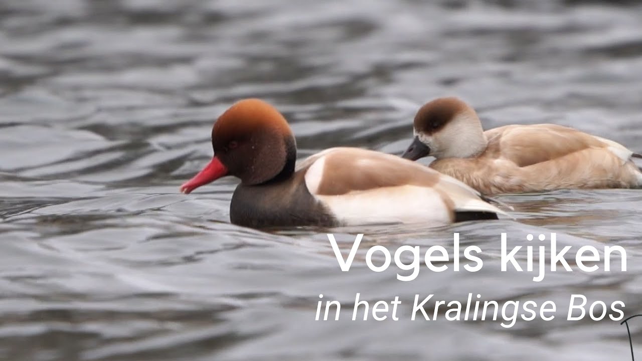 Vogels kijken in het Kralingse Bos #1175