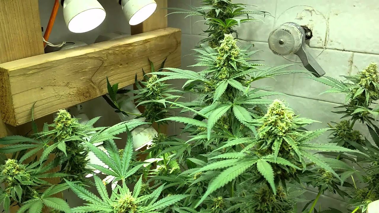 Critical Mass Marijuana