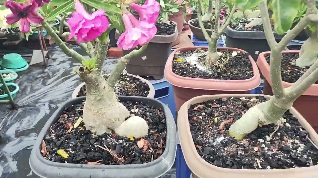 ESSE QUINTAL DE ROSAS DO DESERTO É UM VERDADEIRO ESPETÁCULO @DaniellaFloresRosadodeserto 💞