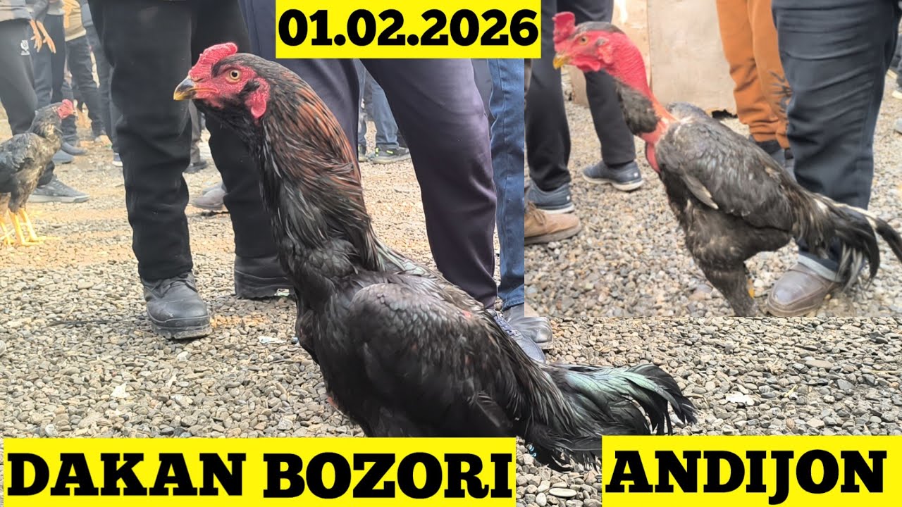 DAKAN BOZORI ANDIJON 01.02.2026