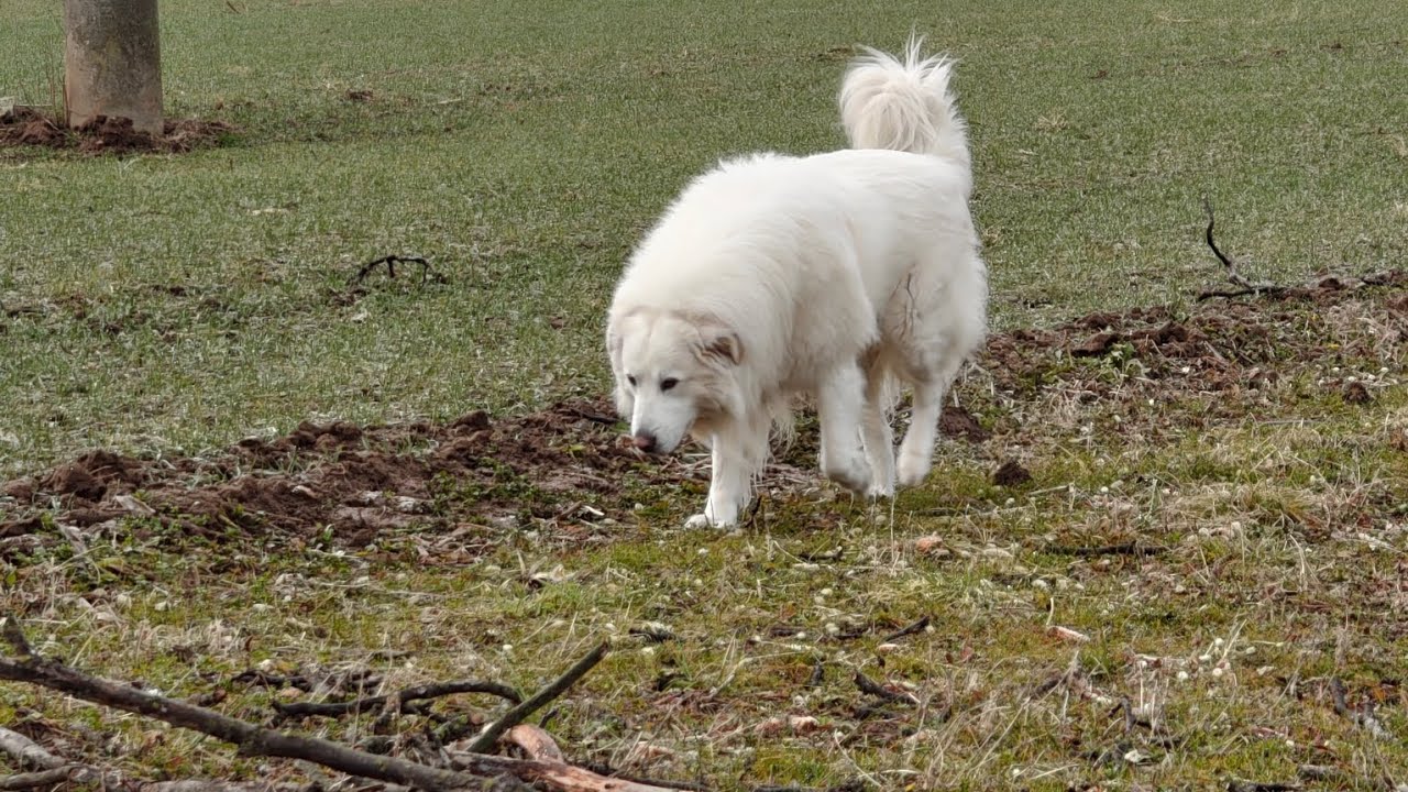 Abruzzese Maremmano Italiano Don Aston 🇮🇹 Italia #dog #viralvideo #weekend #nature 