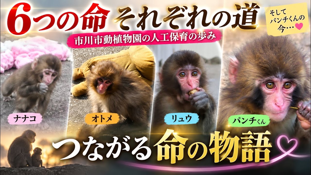 【パンチくん🐵】母親に育てられなかった6匹の物語&hellip;そして今、パンチくんが歩む道