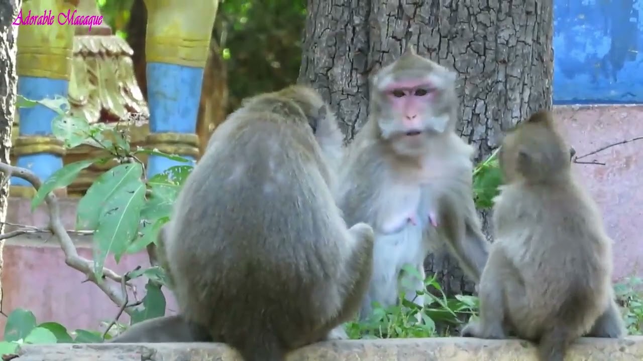 OMG, amazing monkey !!! Weaning milk from mom !!! Monkey Bite Baby Monkey Hit Baby