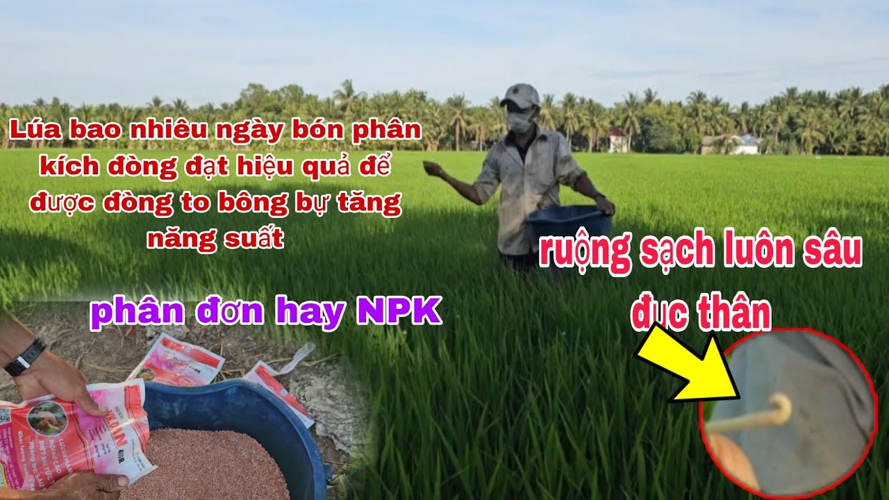 Vụ Đông xuân có nên bón phân kích đòng, phân đơn hay NPK,cách quản lý sâu đục thân hiệu quả.
