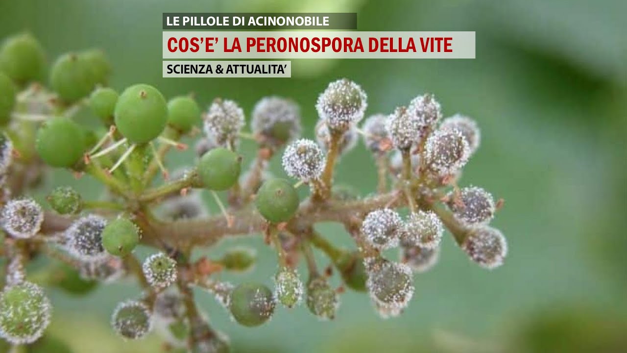 🍇 CHE COS&rsquo;&Egrave; LA PERONOSPORA?